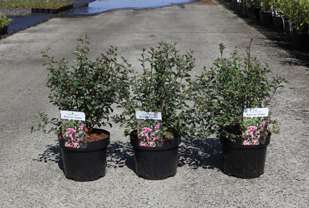 Symphoricarpos Magical® CANDY (PBR) cont. 3,6L 30-40 cm +f
