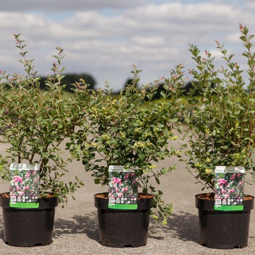 Symphoricarpos Magical® CANDY (PBR) cont. 3,6L 30-40 cm +p