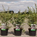 Symphoricarpos Magical® CANDY (PBR) cont. 3,6L 30-40 cm +ф