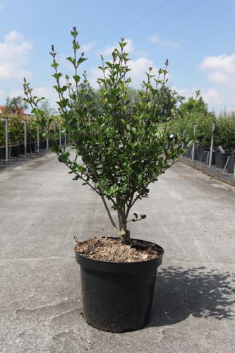 [P] Syringa meyeri 'Palibin' cont. 10L 60-80 cm +B