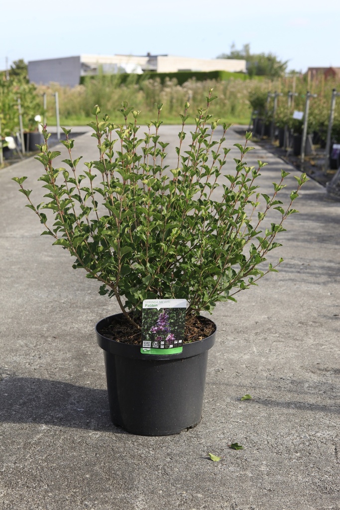 [P] Syringa meyeri 'Palibin' cont. 10L 60-80 cm +B