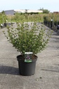 Syringa meyeri 'Palibin' cont. 10L 60-80 cm +f