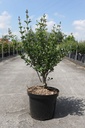 Syringa meyeri 'Palibin' cont. 10L 60-80 cm +p
