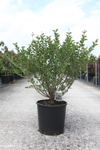 Syringa meyeri 'Palibin' cont. 18L 80/+ cm +ф