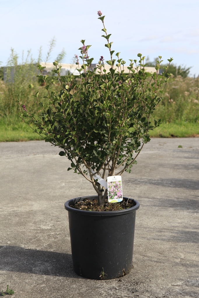 [P] Syringa meyeri 'Palibin' cont. 18L 80/+ cm +B