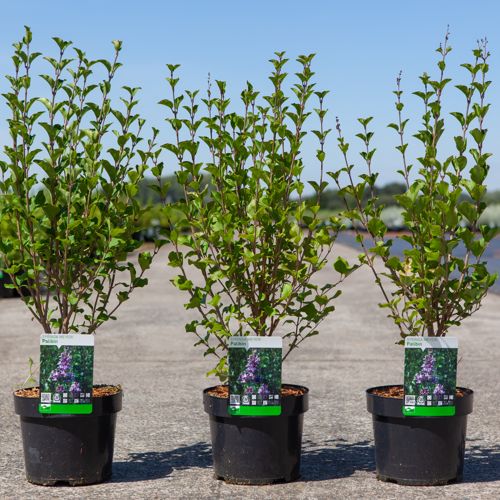 Syringa meyeri 'Palibin' cont. 3,6L 40-50 cm +ф