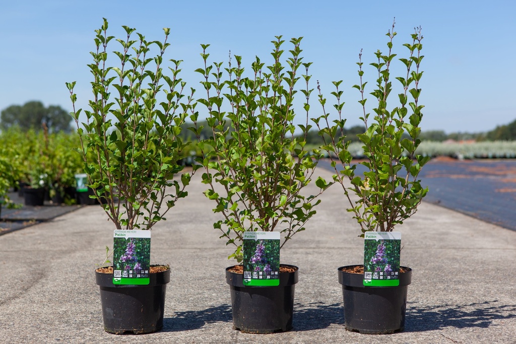 Syringa meyeri 'Palibin' cont. 3,6L 40-50 cm +p