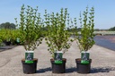 Syringa meyeri 'Palibin' cont. 3,6L 40-50 cm +p