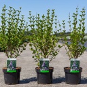 Syringa meyeri 'Palibin' cont. 3,6L 40-50 cm +p