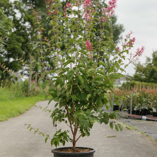 [P] Syringa microphylla 'Superba' cont. 15L 80-100 cm +ф