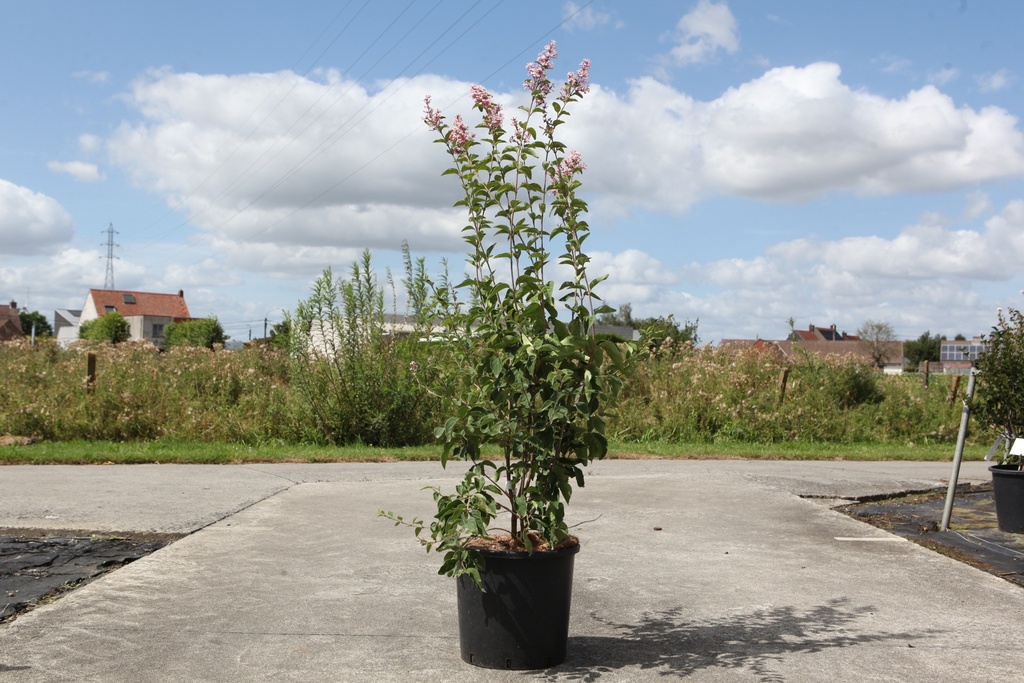 [P] Syringa microphylla 'Superba' cont. 15L 80-100 cm +p