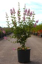 Syringa microphylla 'Superba' cont. 15L 80-100 cm +B