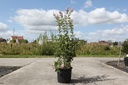 Syringa microphylla 'Superba' cont. 15L 80-100 cm +f