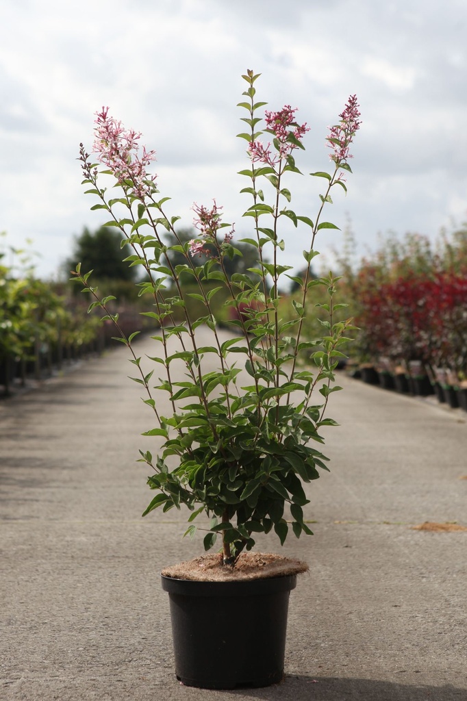 Syringa microphylla 'Superba' cont. 5L 60/+ cm +B