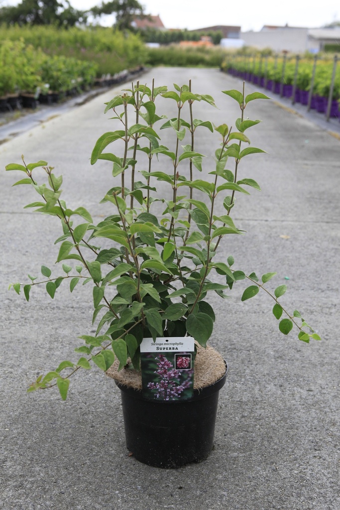 [P] Syringa microphylla 'Superba' cont. 5L 60/+ cm +f