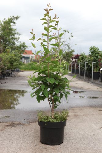 [P] Syringa microphylla 'Superba' cont. 5L 60/+ cm +p