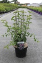 Syringa microphylla 'Superba' cont. 5L 60/+ cm +ф