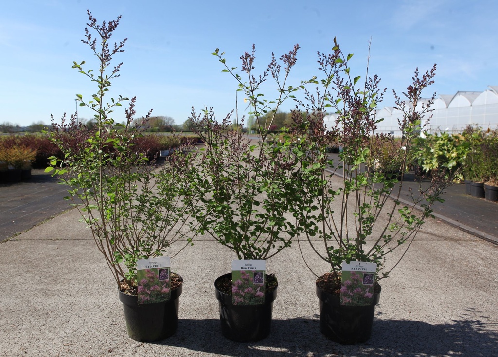 [P] Syringa 'Red Pixie' cont. 3,6L 30-40 cm +ф