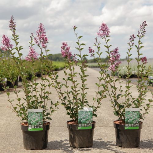 [P] Syringa 'Red Pixie' cont. 3,6L 30-40 cm +B