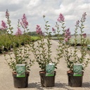 Syringa 'Red Pixie' cont. 3,6L 30-40 cm +ф