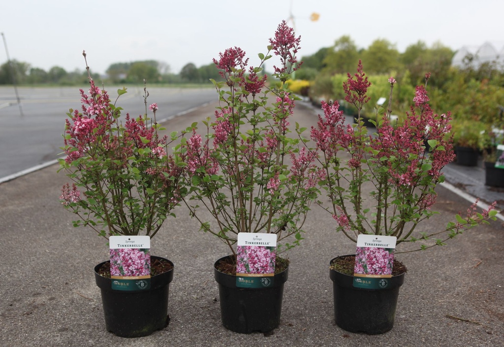 Syringa 'Tinkerbelle' cont. 3,6L 30-40 cm +f