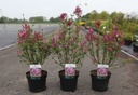 Syringa 'Tinkerbelle' cont. 3,6L 30-40 cm +B
