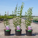 Syringa 'Tinkerbelle' cont. 3,6L 30-40 cm +p