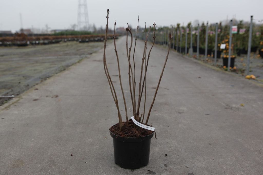[P] Syringa vulgaris 'Beauty of Moscow' cont. 5L 60/+ cm 3-5 branches FC +ф