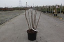 Syringa vulgaris 'Beauty of Moscow' cont. 5L 60/+ cm 3-5 branches FC +p