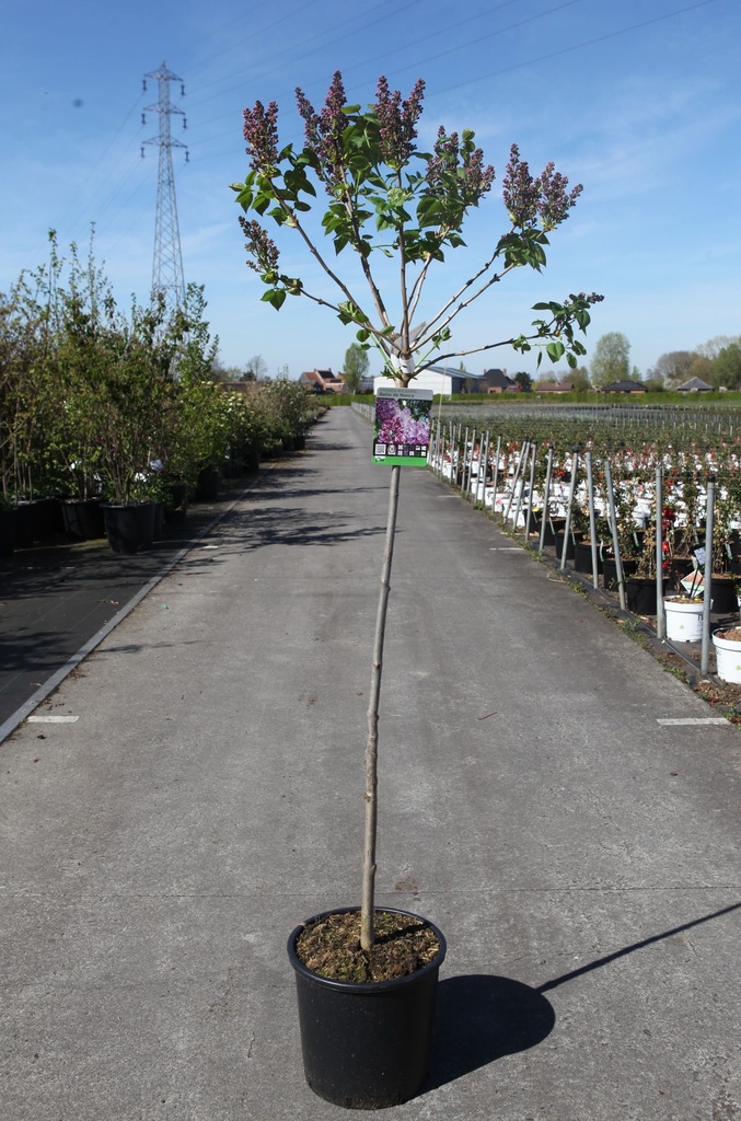 [P] Syringa vulgaris 'Belle de Nancy' cont. 15L Halbstamm +B