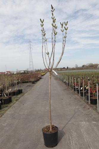 [P] Syringa vulgaris 'Belle de Nancy' cont. 15L half standard +p