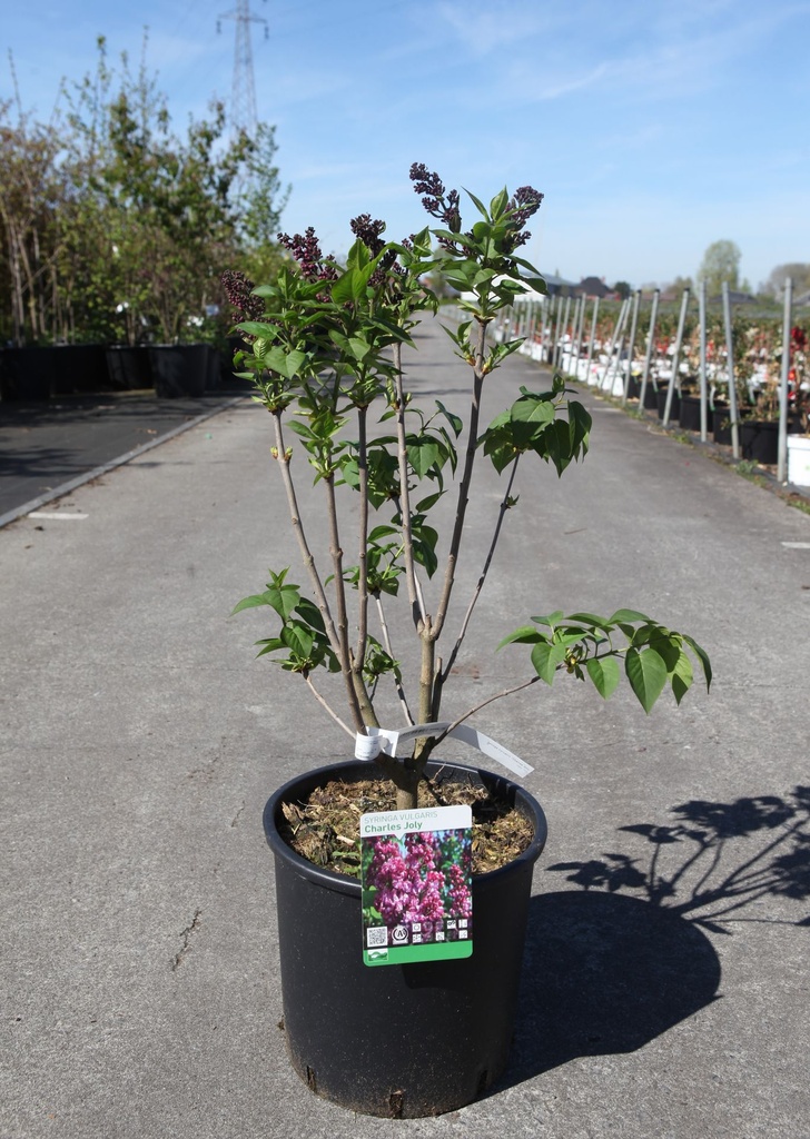 [P] Syringa vulgaris 'Charles Joly' cont. 12L 5-8 Triebe +B