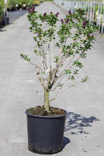 Syringa vulgaris 'Charles Joly' cont. 12L 5-8 branches +ф