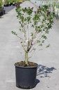 Syringa vulgaris 'Charles Joly' cont. 12L 5-8 branches +ф