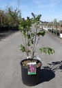 Syringa vulgaris 'Charles Joly' cont. 12L 5-8 tak +f