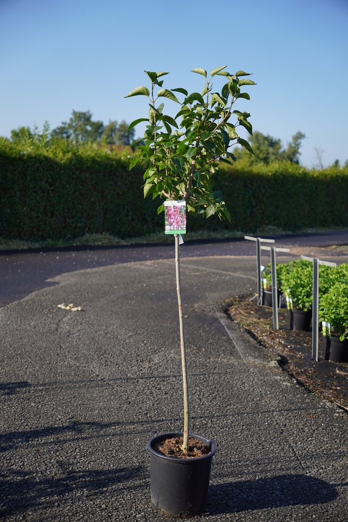 [P] Syringa vulgaris 'Charles Joly' cont. 15L demi-tige +p