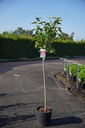 Syringa vulgaris 'Charles Joly' cont. 15L halfstam +f