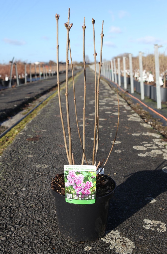 Syringa vulgaris 'Katherine Havemeyer' cont. 5L 60/+ cm 3-5 branches FC +p
