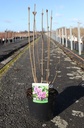 Syringa vulgaris 'Katherine Havemeyer' cont. 5L 60/+ cm 3-5 branches FC +ф
