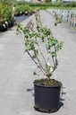 Syringa vulgaris 'Katherine Havemeyer' cont. 5L 60/+ cm 3-5 branches FC +p