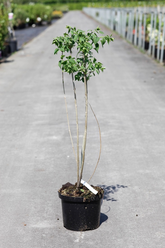 [P] Syringa vulgaris 'Mme Lemoine' cont. 5L 60/+ cm 3-5 branches FC +ф