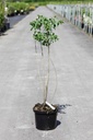 Syringa vulgaris 'Mme Lemoine' cont. 5L 60/+ cm 3-5 branches FC +ф
