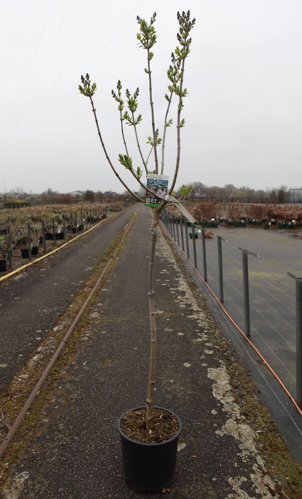 Syringa vulgaris 'Michel Buchner' cont. 15L half standard +ф