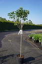 Syringa vulgaris 'Michel Buchner' Kont. 15L Halbstamm +B
