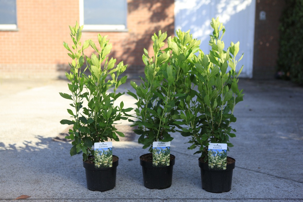 Clethra alnifolia cont. 3,6L 40-50 cm +f