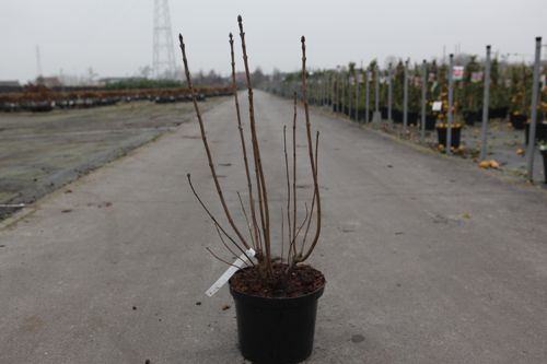 [P] Syringa vulgaris 'Sensation' cont. 5L 60/+ cm 3-5 branches FC +p