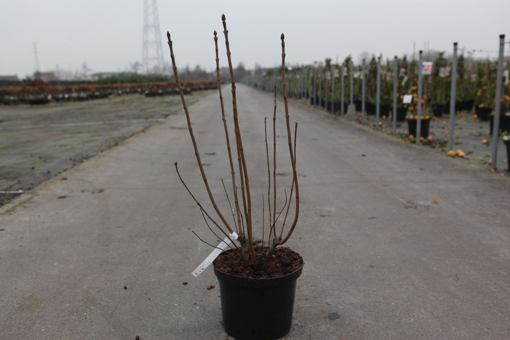 [P] Syringa vulgaris 'Sensation' cont. 5L 60/+ cm 3-5 branches FC +p