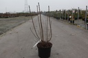 Syringa vulgaris 'Sensation' cont. 5L 60/+ cm 3-5 branches FC +p