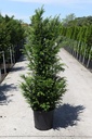 Taxus baccata cont. 25L 125-150 cm