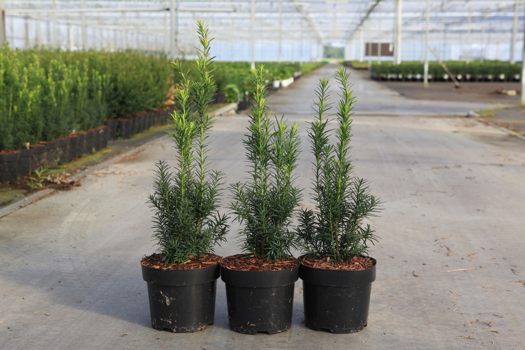 Taxus baccata Kont. 3L 40-50 cm